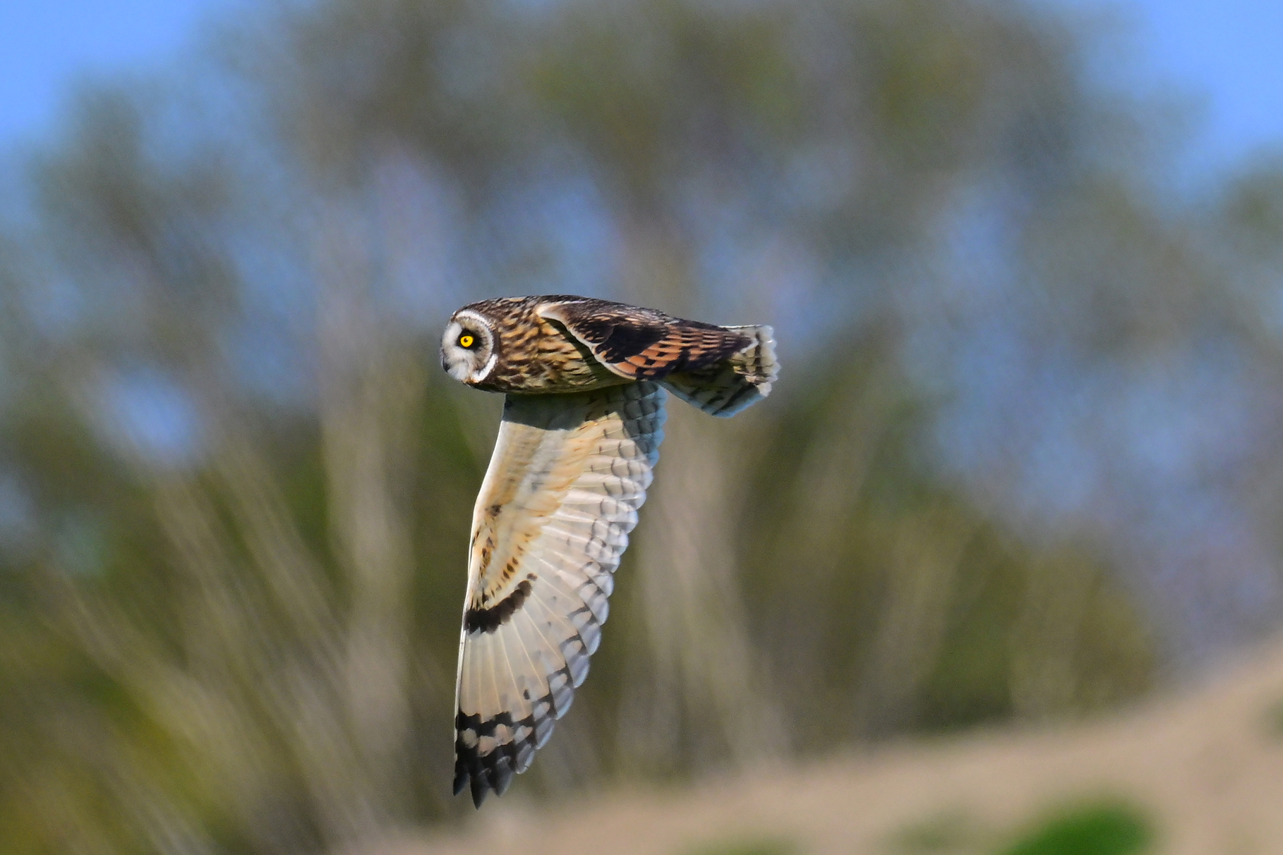 Short-eared Owl
